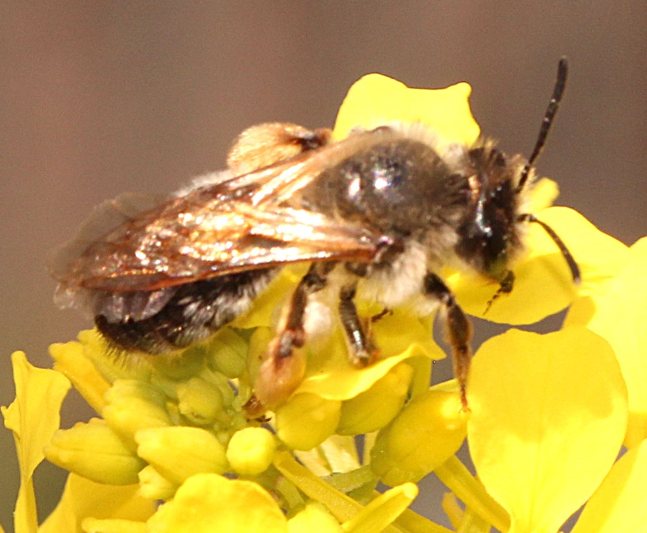 Weibchen von Andrena tibialis